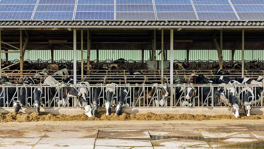 Solar panels on cow barn