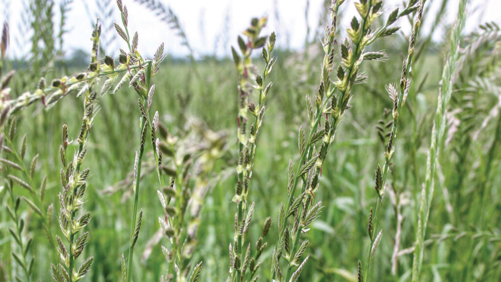 Italian ryegrass above winter wheat