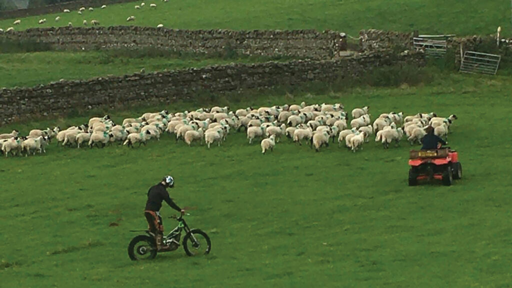 Man riding a motorbike in a field of sheep