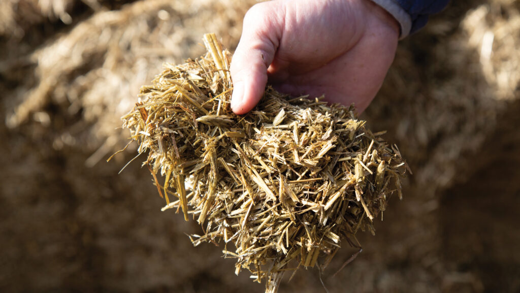 Lucerne silage