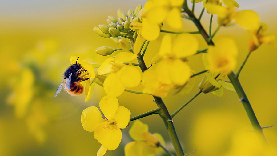 Bee of flower