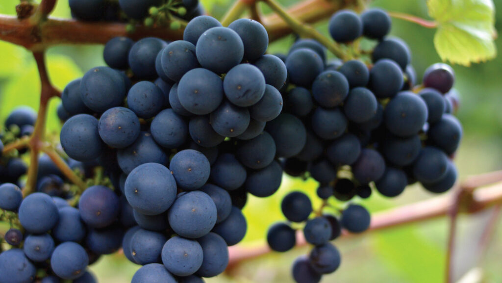 Bunches of grapes on the vine