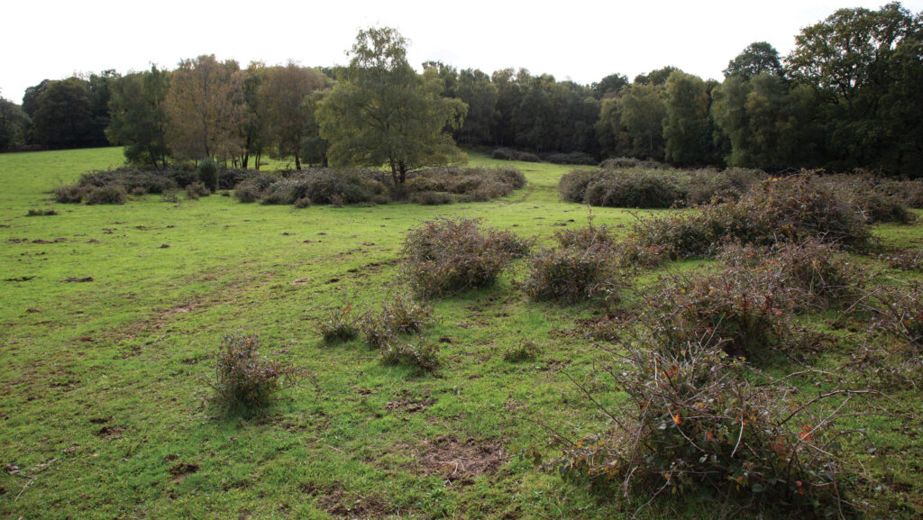 Secluded calving area amongst grass and trees