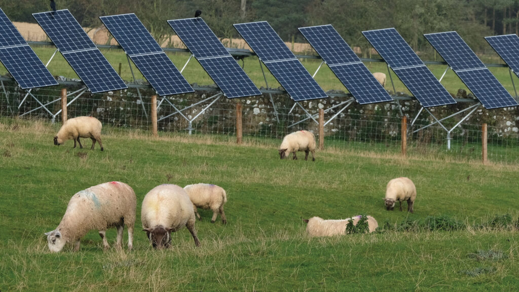 Sheep beside solar panels