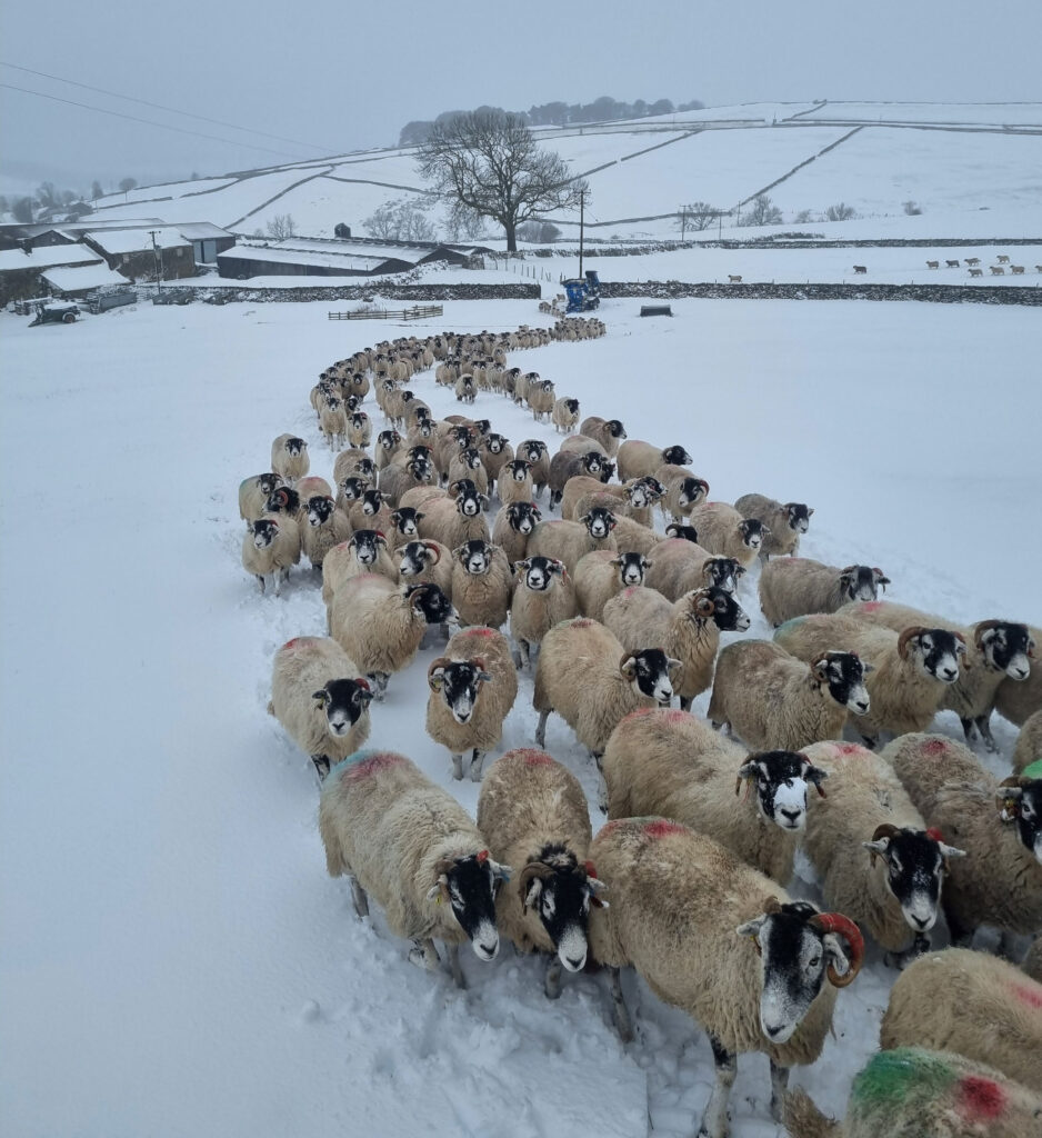 Sheep in the snow