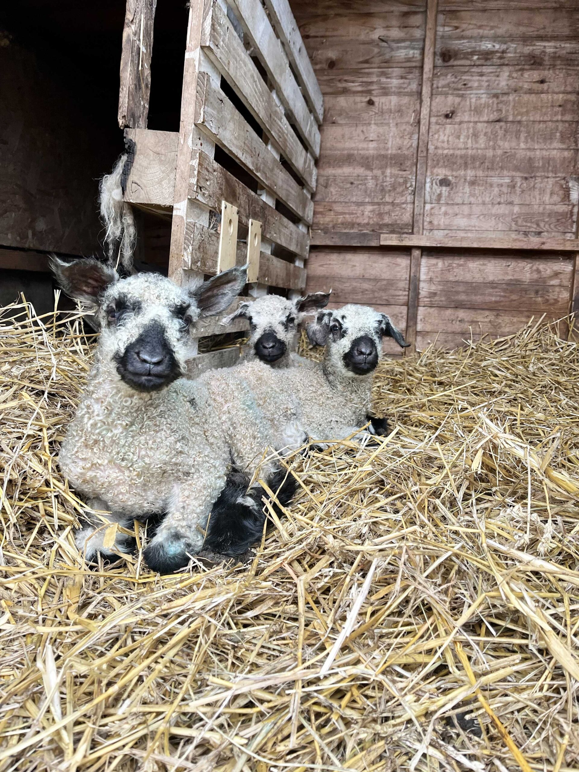 Triplet Teeswater lambs