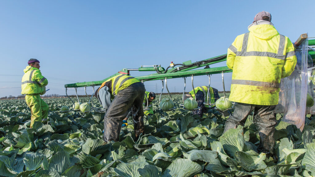 Vegetable pickers at work