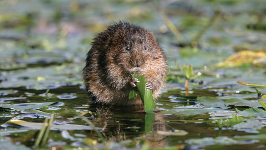 A water vole