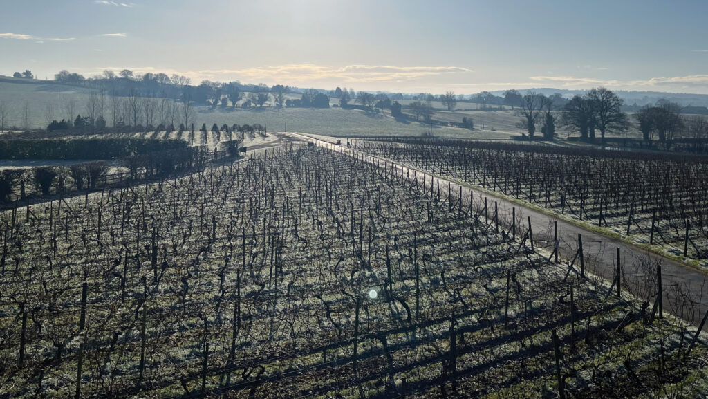 Grape vines in winter