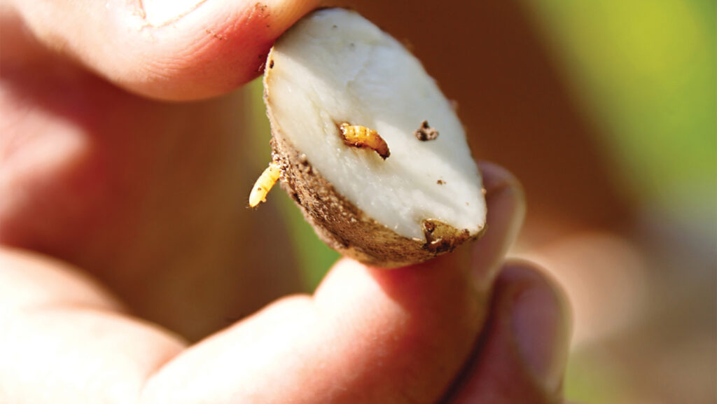 Wireworm in seed potato © Fera