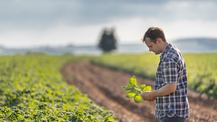 Person looking at picked crops