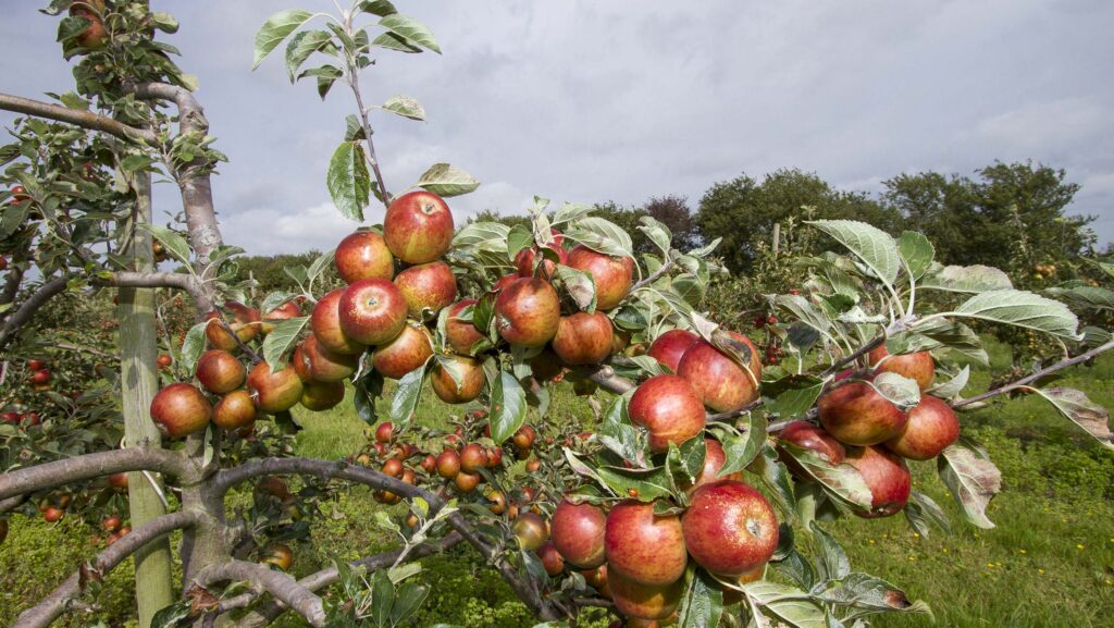 Apples on a Norfolk farm