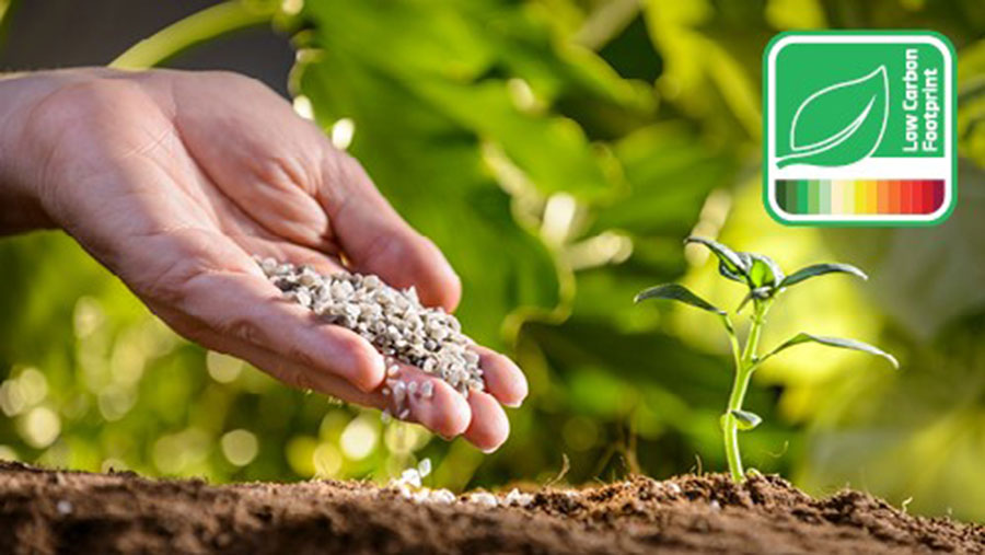 Person holding small stones next to a sprouting shoot in soil