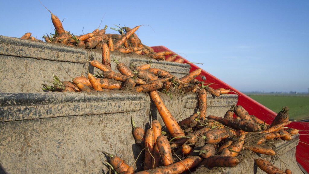 Carrots on a harvester