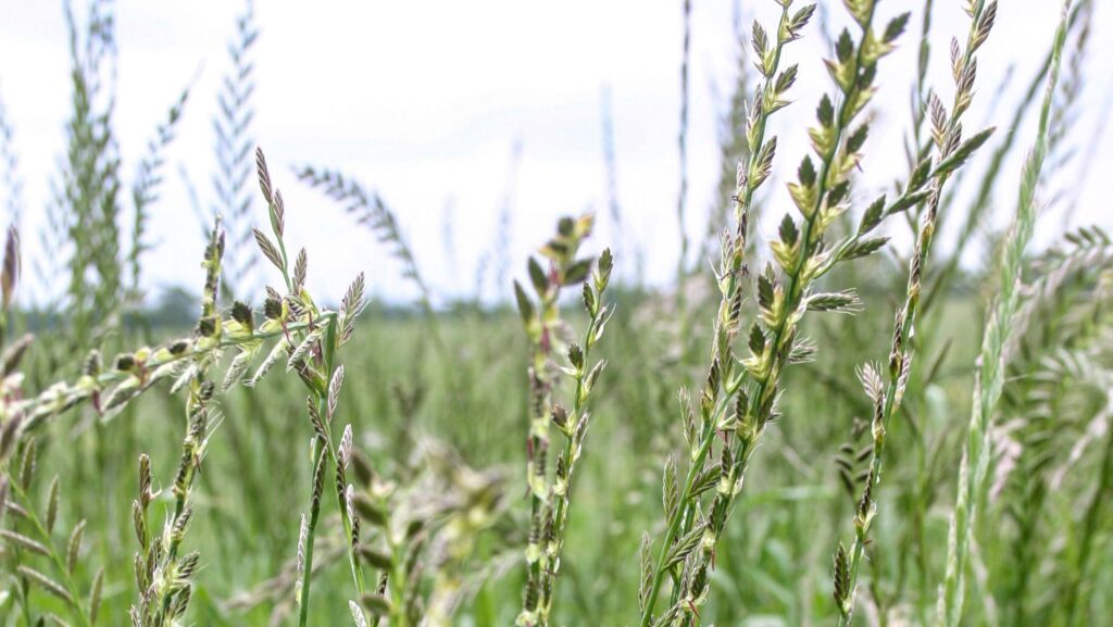 Italian ryegrass