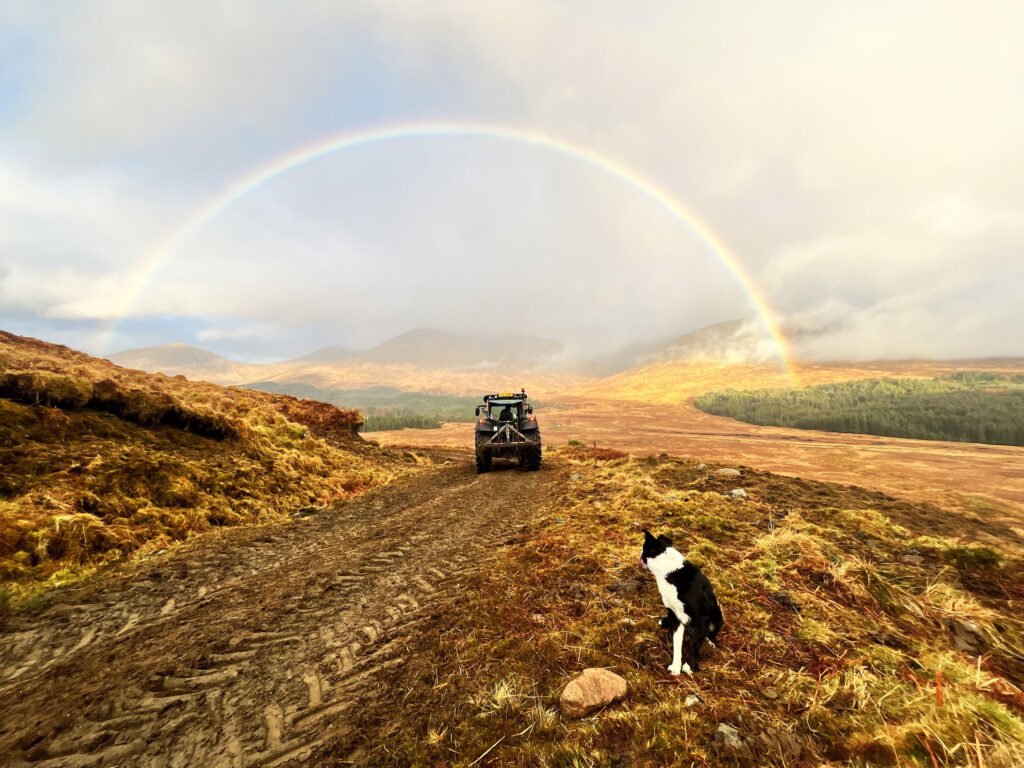 Sheepdog and tractor under rainbow