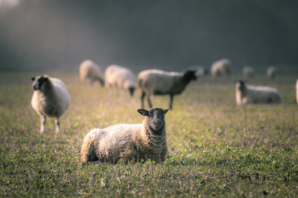 Sheep grazing forage crops