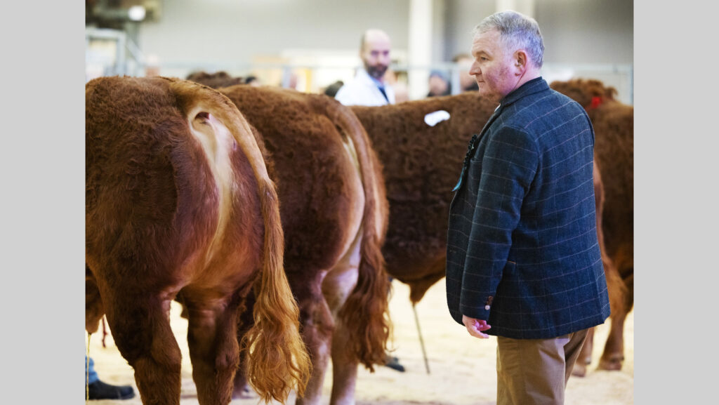 Judge Andrew Clark at Stirling bull sales