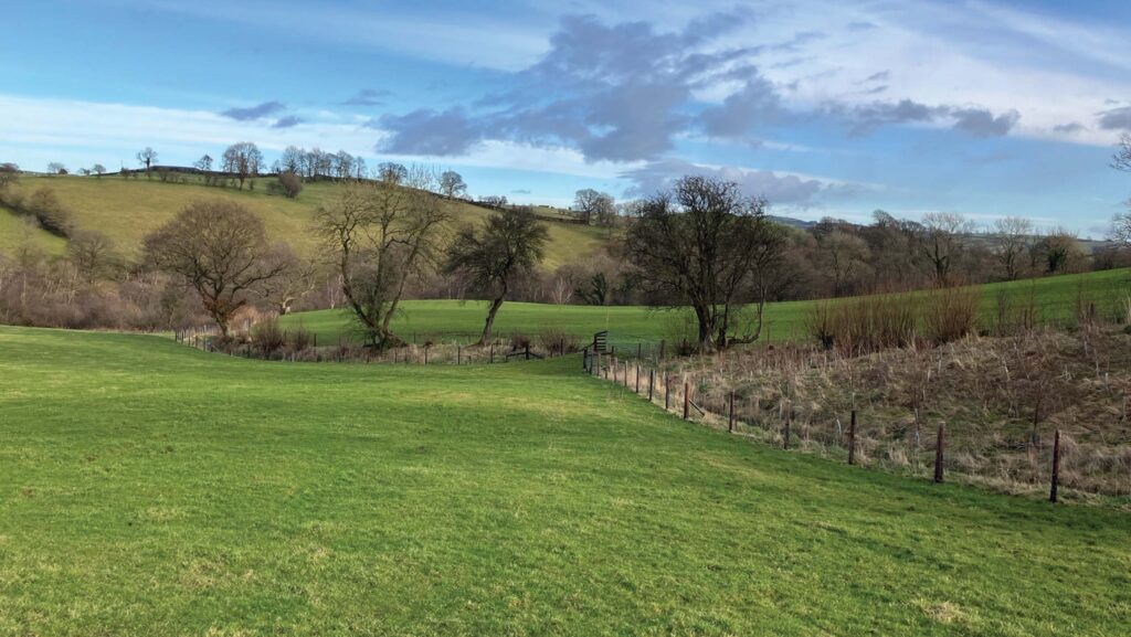 Farmland with trees