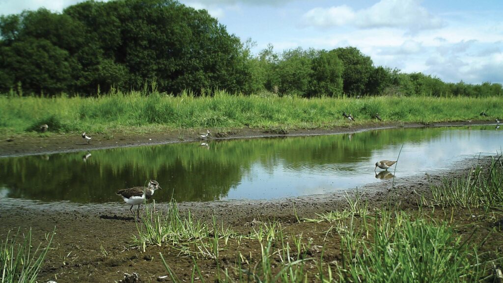 Lapwings at Bisterne Estate in Hampshire © GWCT