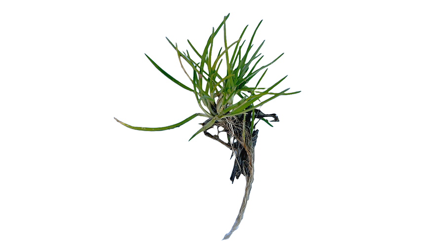 Meadow grass sapling