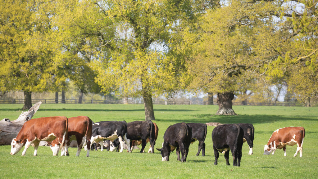 Beef cattle out at grass