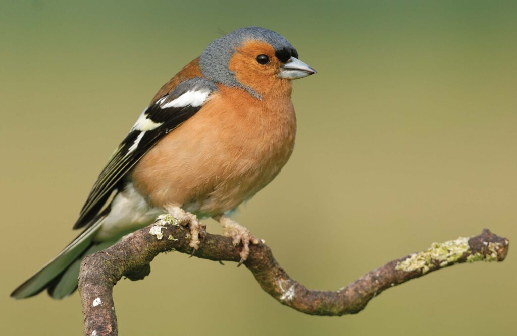 Chaffinch on a bendy branch