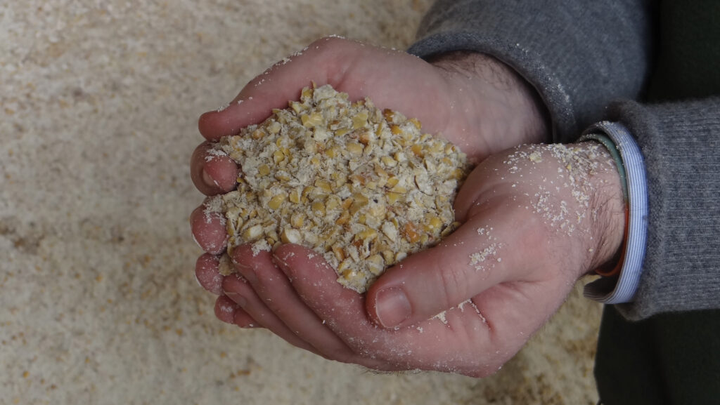 Crimped maize