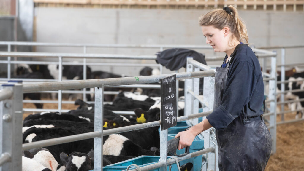 Farmer worker dispensing milk to calves