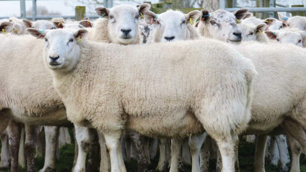 Ewes at Searchlight Farm © MAG/Michael Priestley