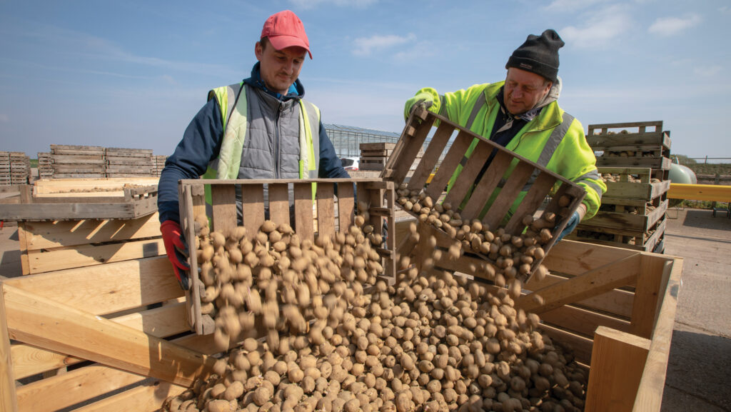 Farmworkers pouring pallets of potatoes