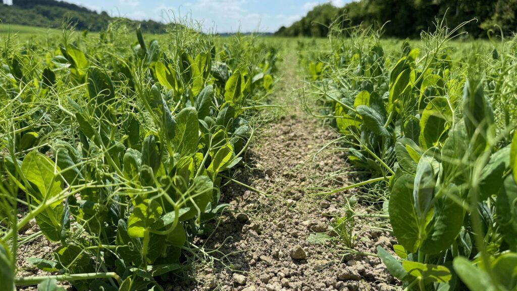 Close-up of field peas crop