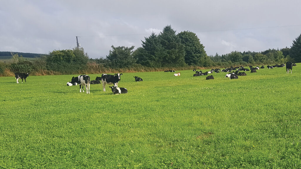 Heifers lying in a field