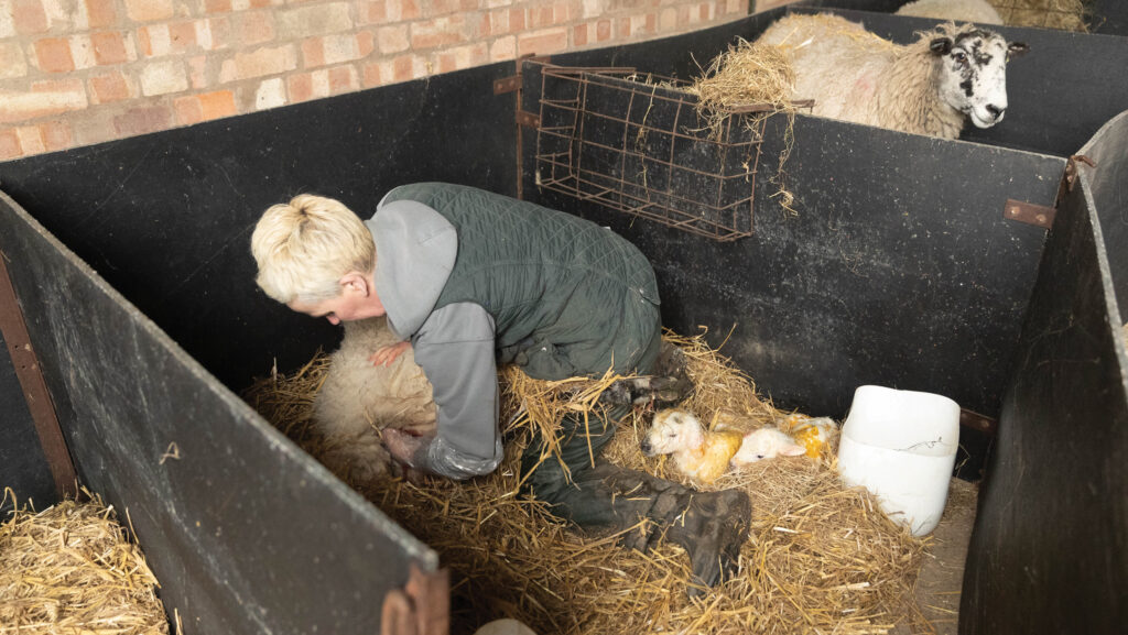 A farmworker at lambing