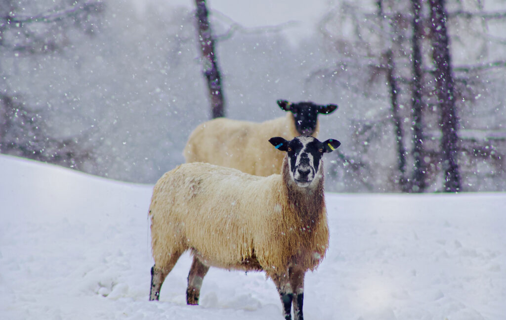 Mules in snow