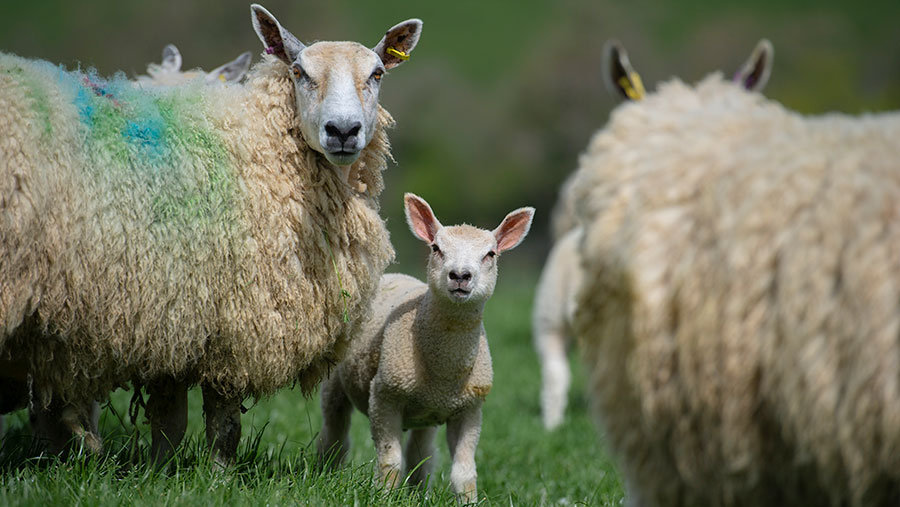 Sheep and lamb 