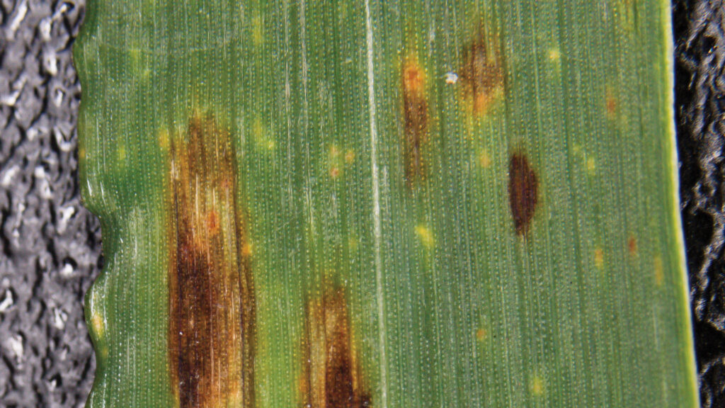 Ramularia leaf spot on barley leaves