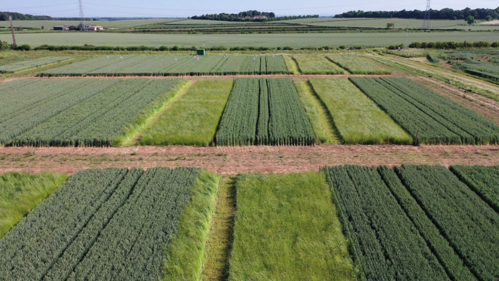 Aerial view of research field with various crops