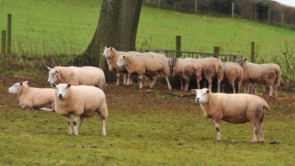 Roger and Dyddanwy's flock © Debbie James