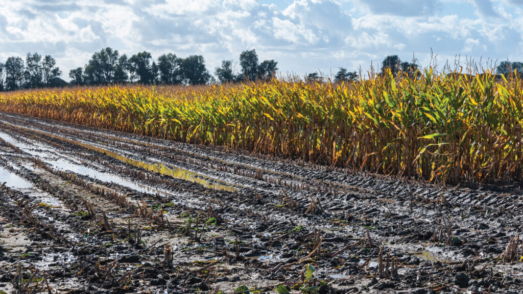 Silage maize