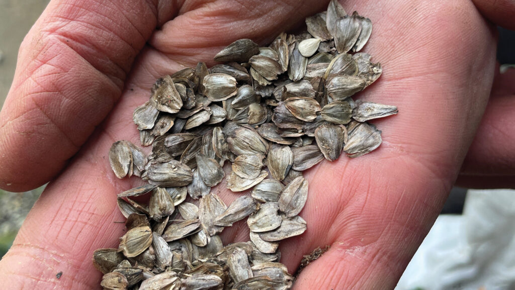 Silphium seed