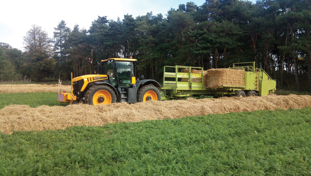 Straw covering carrots