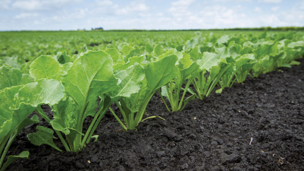 Sugar beet