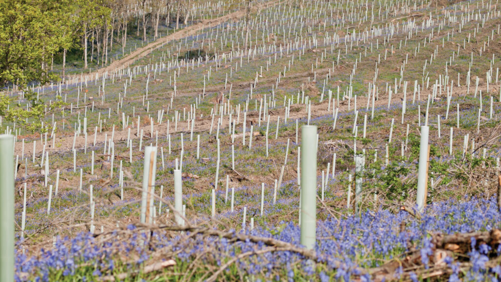 New tree plantings in a field