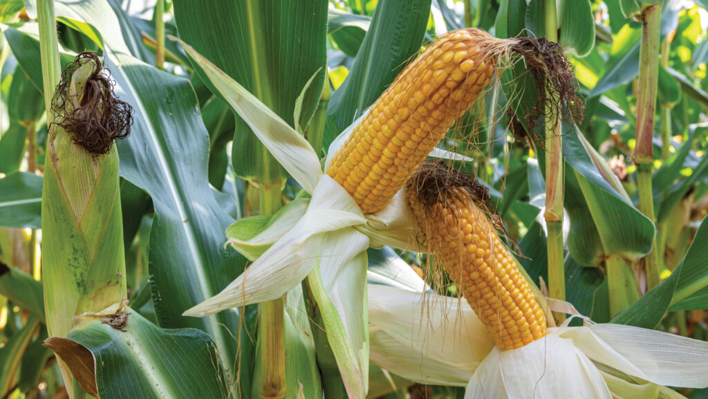 Maize, variety Cito