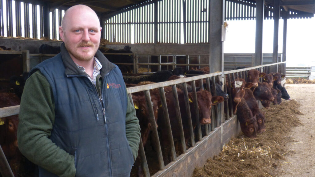 A man and some calves