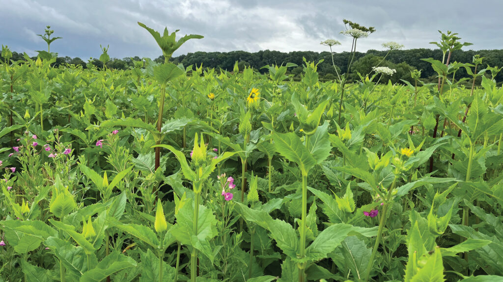 Silphium crop