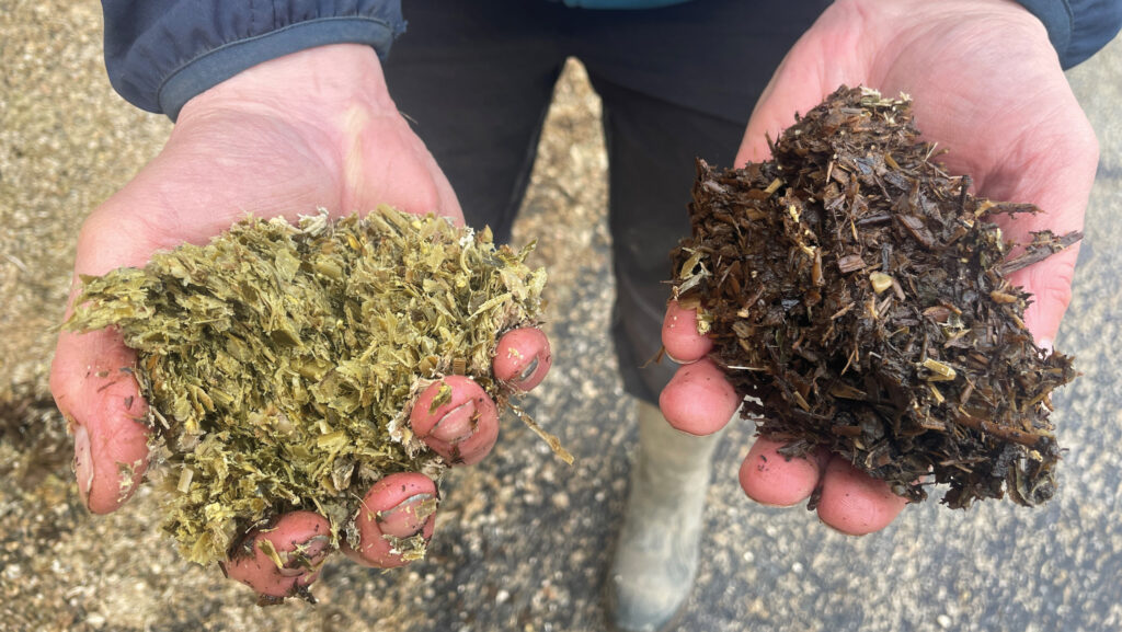 Maize and silphium silage