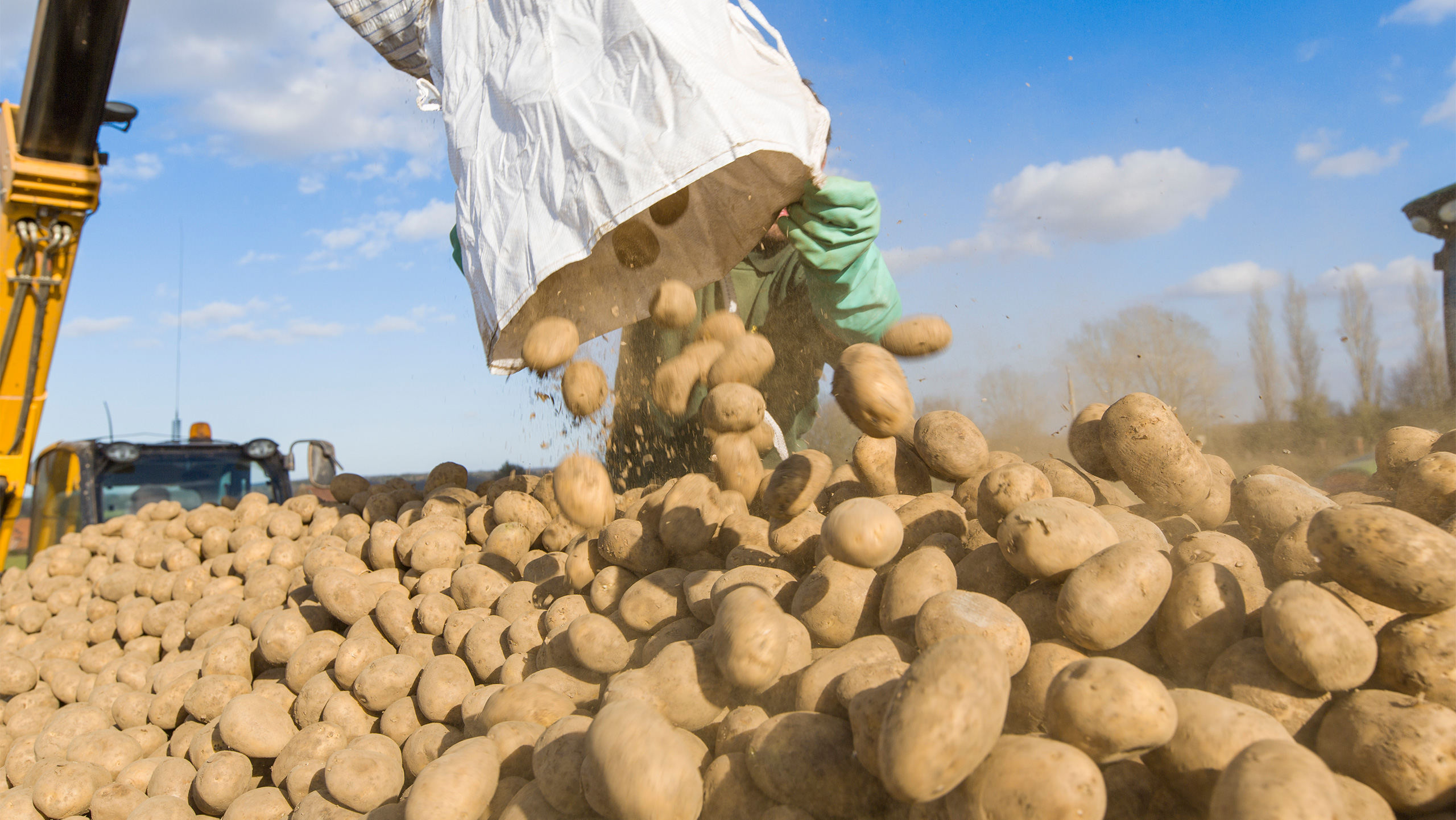 How to stop rhizoctonia denting potato yields this spring - Farmers Weekly