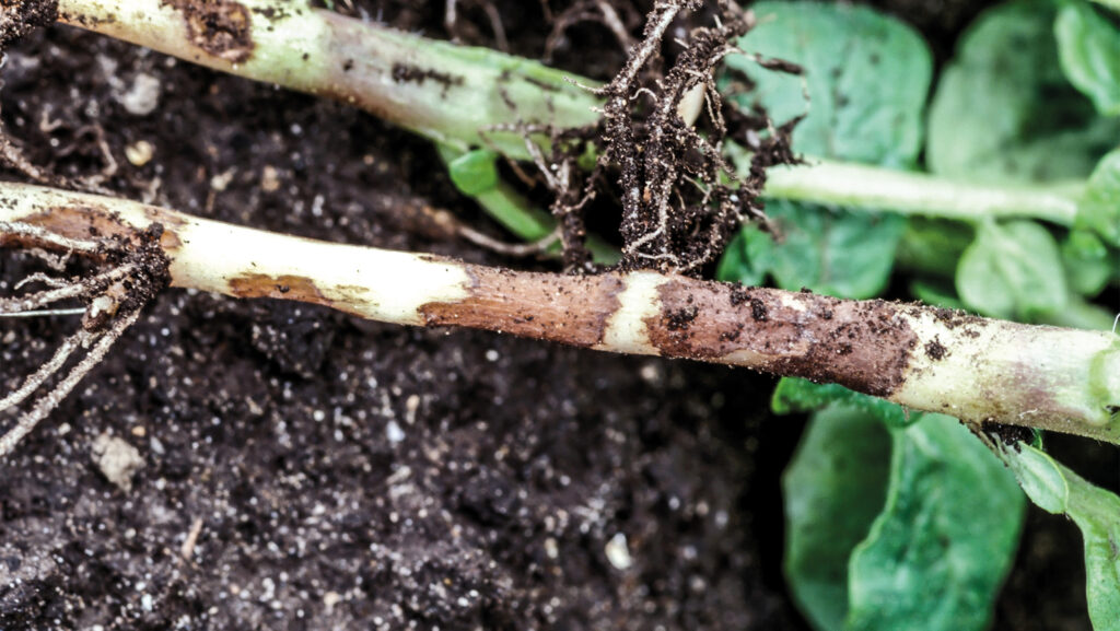 Stem canker on potato plant